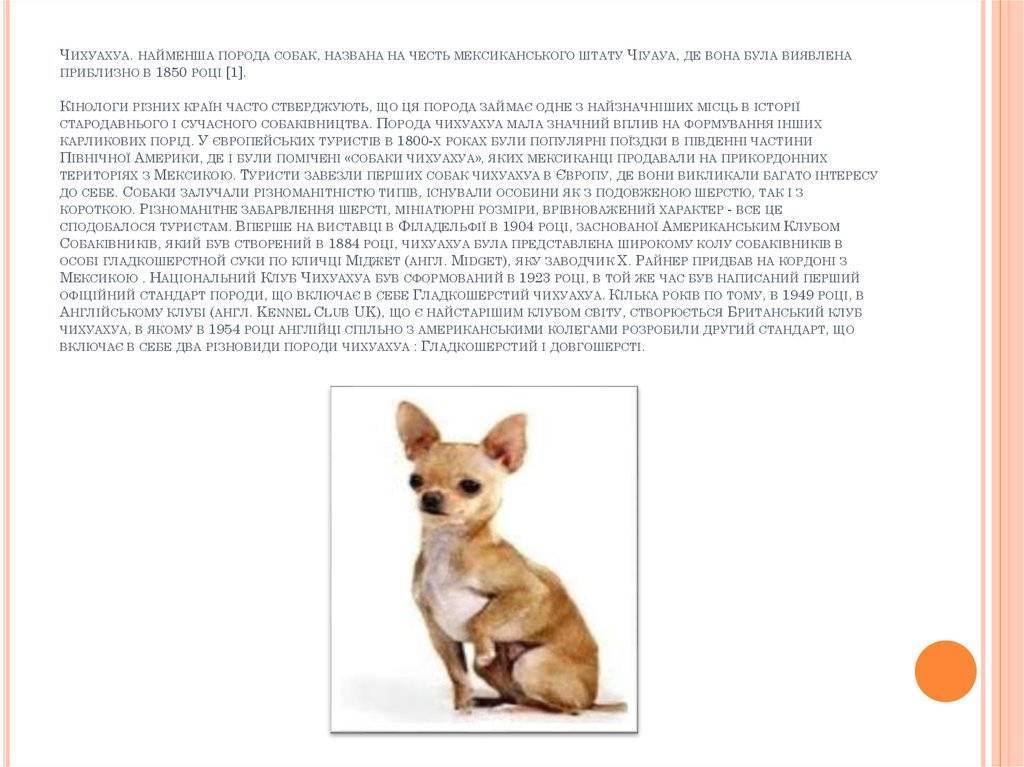 Чихуахуа: отзывы, плюсы и минусы, характер собаки и особенности содержания