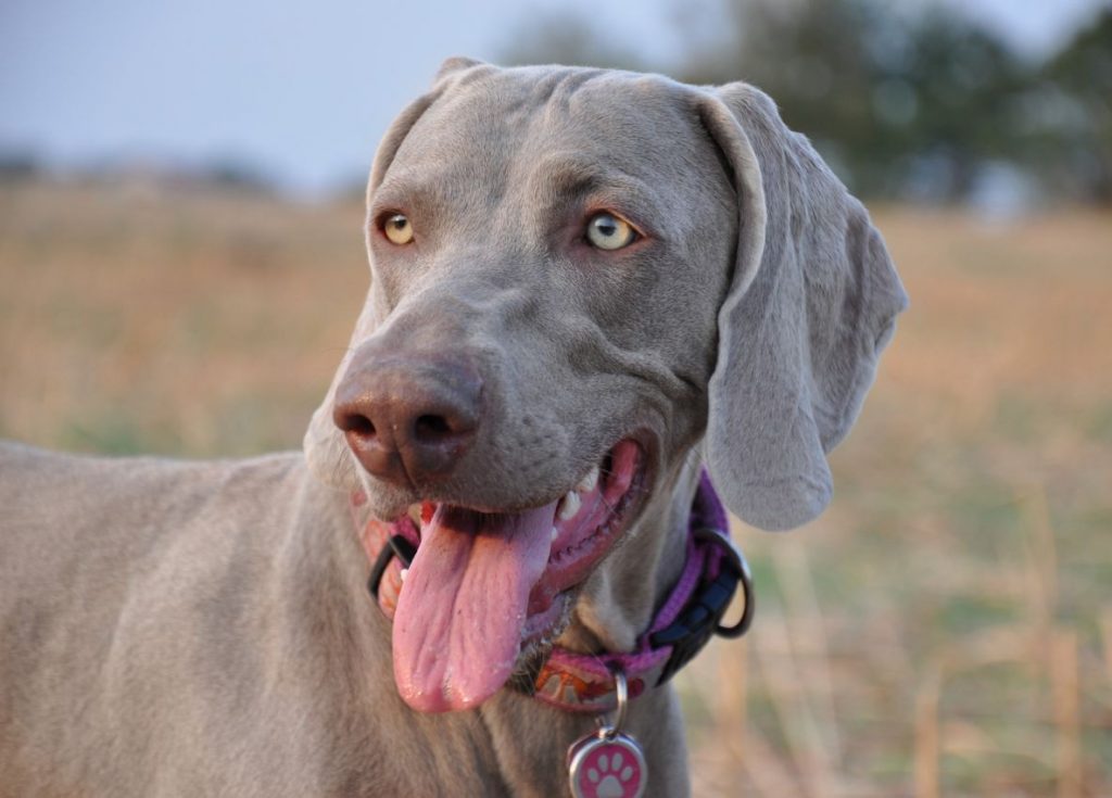 Веймарская легавая или серая собака с голубыми глазами: особенности содержания и ухода