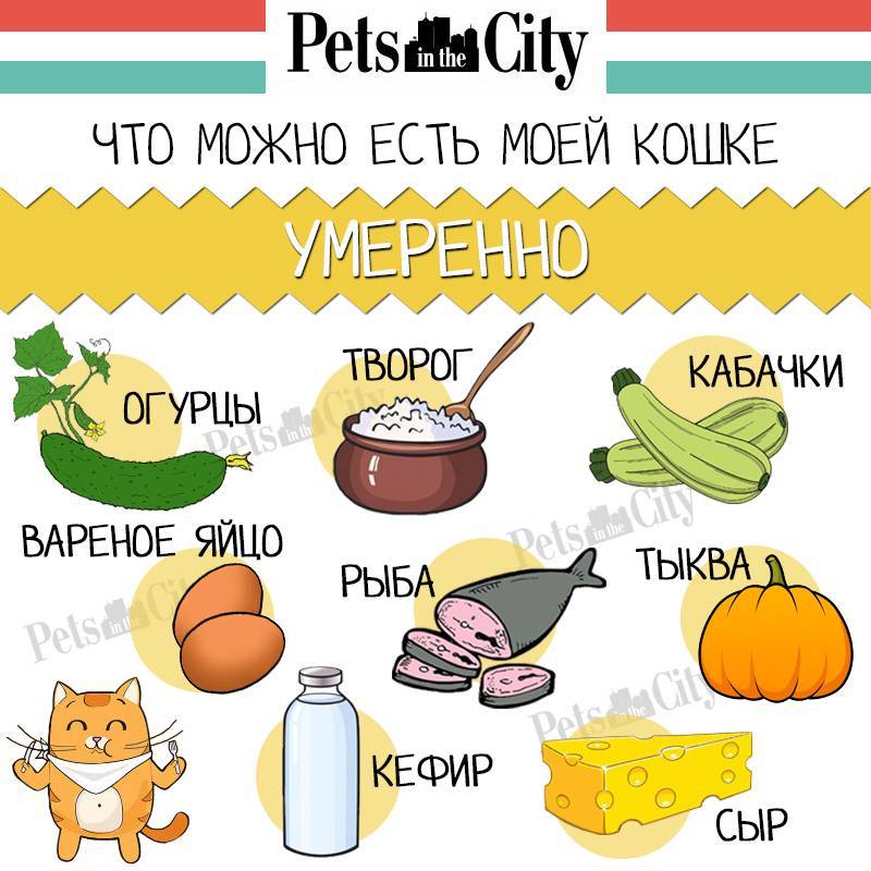 Можно котенку давать кефир. Можно ли котам дыню. Кефир кошкам можно. Можно кормить кота дыней. Кошкам можно кушать дыню?.