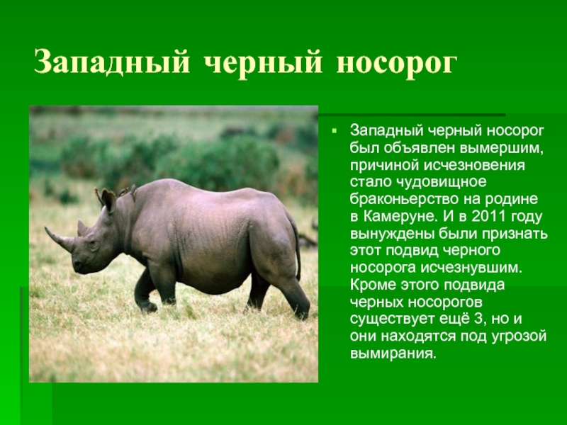 Яванский носорог — рувики: интернет-энциклопедия