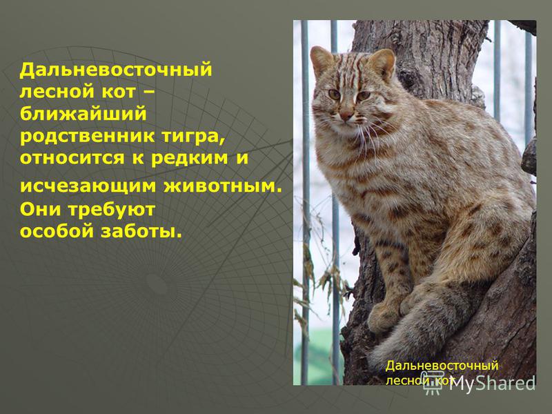 Амурский лесной кот — описание вида