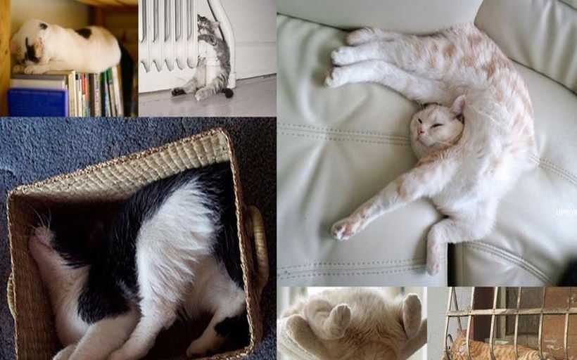 Почему кошки спят так много: что влияет на продолжительность сна и видят ли кошки сны о мышках.