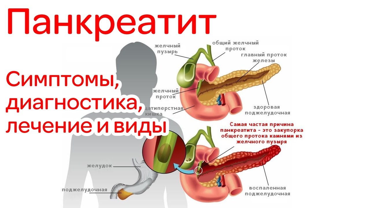 Панкреатит у собак, кошек и котов | симптомы и лечение