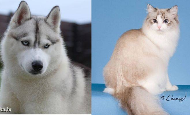 Какие породы собак внешне похожи на хаски но больше или меньше размером