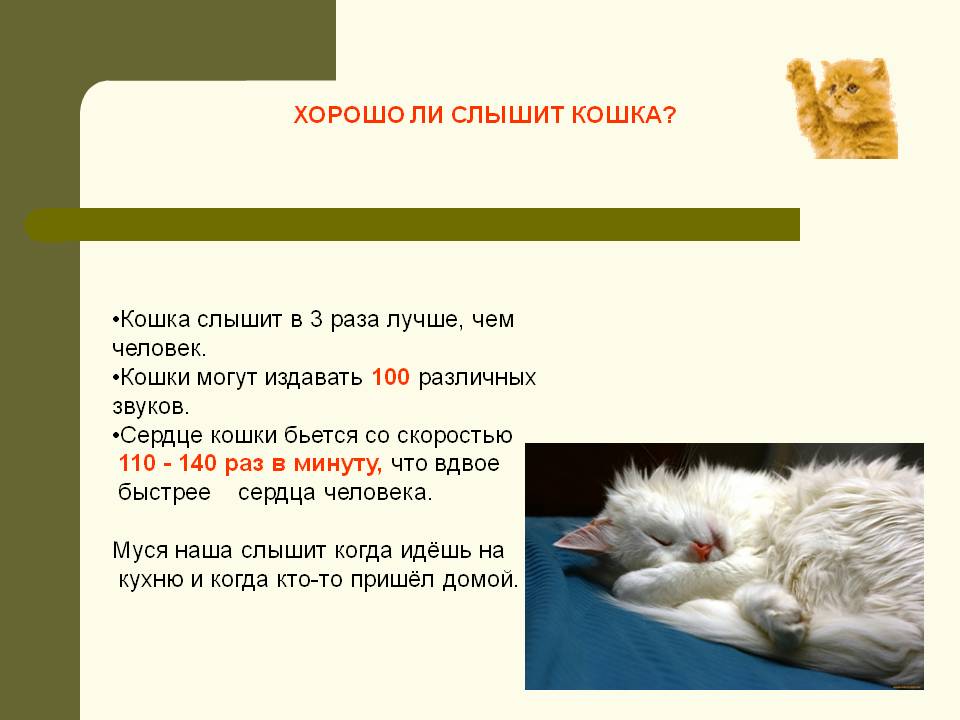 Почему кошка шипит: причины, как успокоить животное