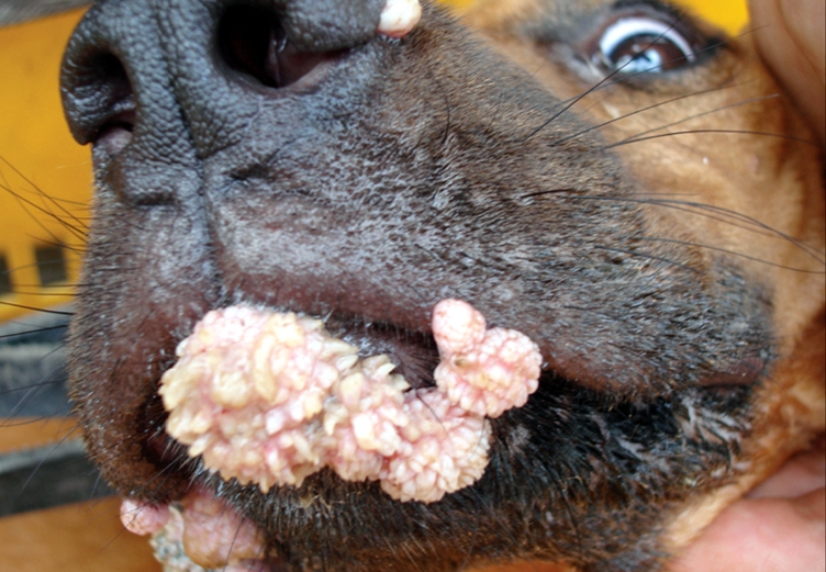 У собаки сухой нос: норма или повод ля беспокойства