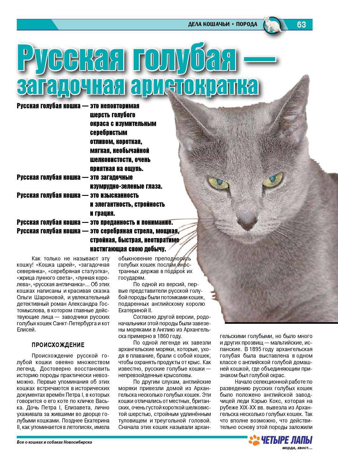 Подробное описание русской голубой кошки