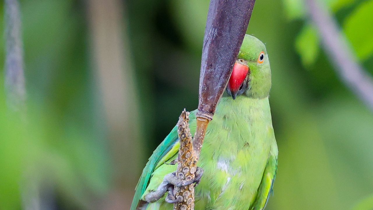 Ожереловый попугай и его подробное описание