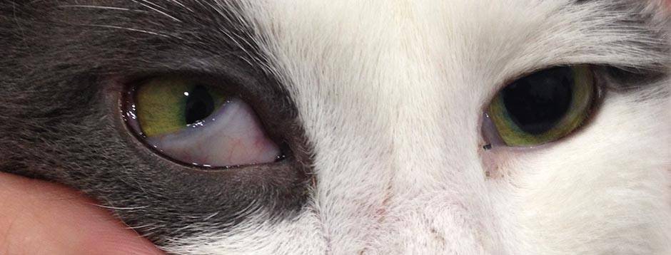 Болезни глаз у кошек: симптомы, лечение, фото
болезни глаз у кошек: симптомы, лечение, фото