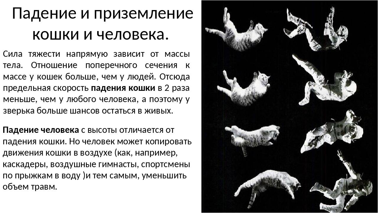 Почему кошки хромают на задние лапы если не видно каких-то повреждений