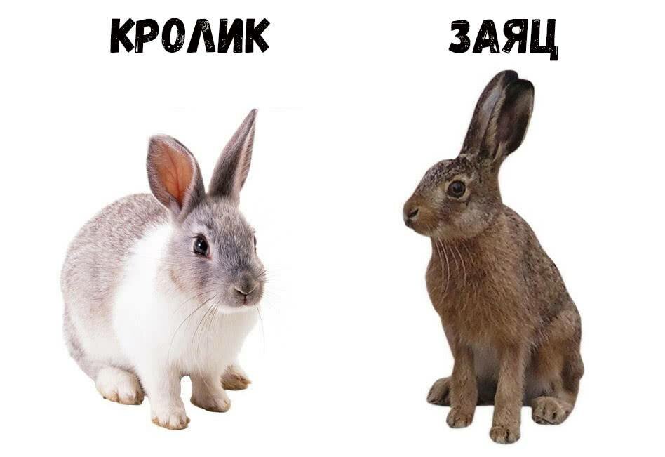 Чем отличается заяц от кролика: внешние отличия, образ жизни