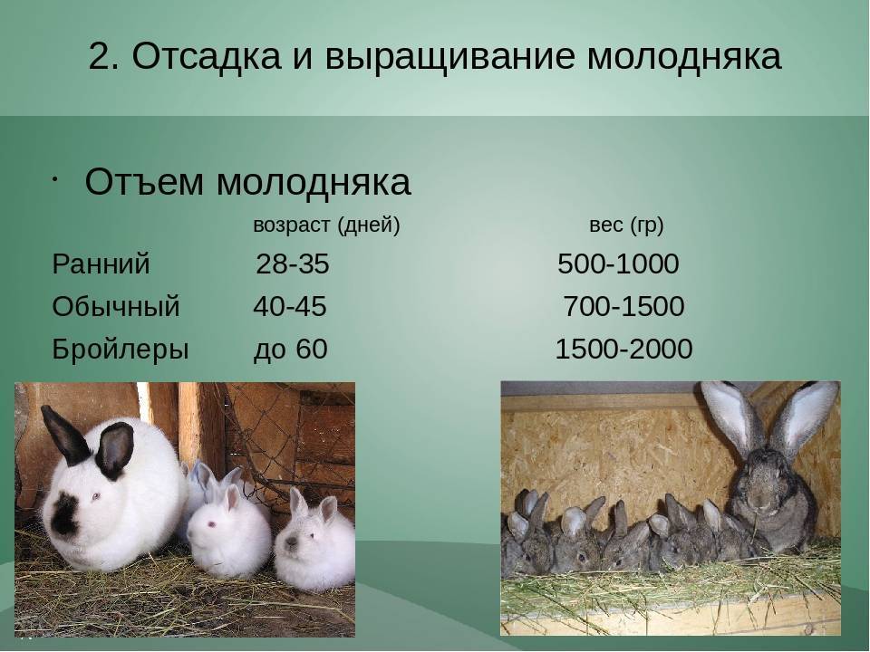 Роды крольчихи: сколько длится беременность, окрол, чем кормить