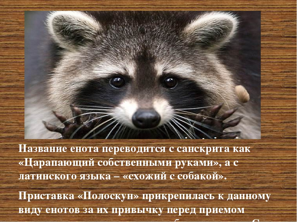 Енот, как домашнее животное | описание, характер, уход, дрессировка