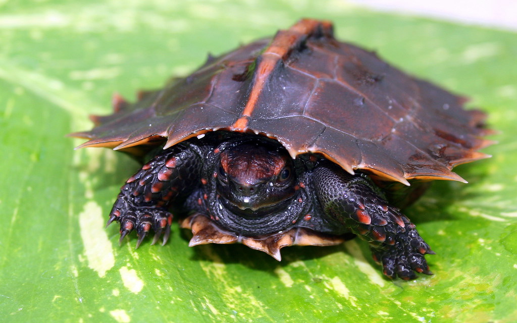 Колючая черепаха - spiny turtle