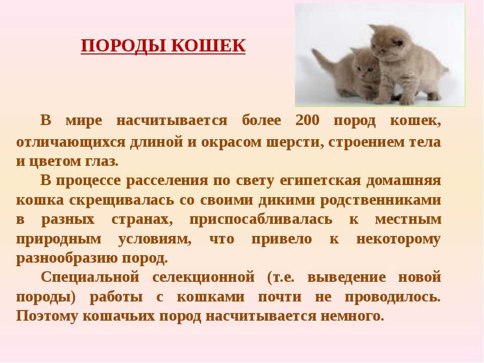 Породы кошек: 80+ пород с названиями и фотографиями