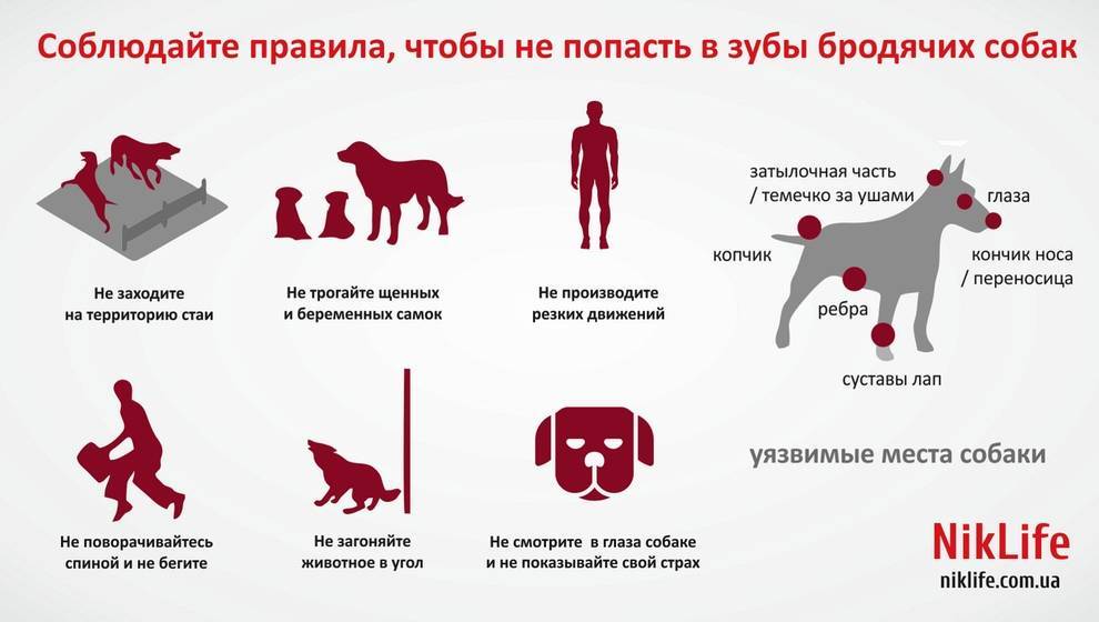 Что необходимо сделать при нападении собак на человека и как себя вести