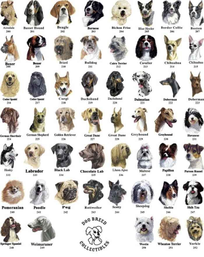 Названия редких пород собак с фотографиями