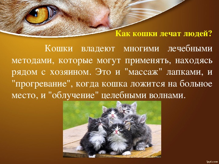 Какие болезни лечат кошки у человека