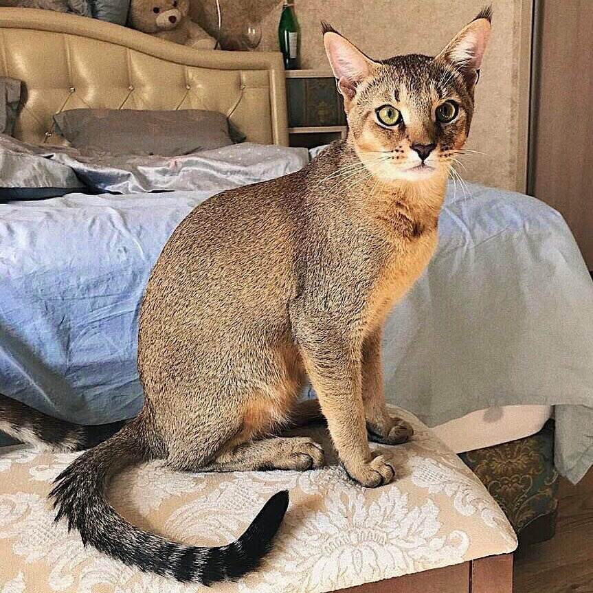 Чаузи: описание породы кошек с фото — pet-mir.ru