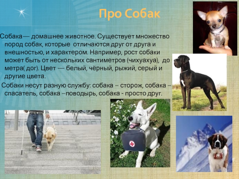 Порода московская сторожевая собака: особенности содержания