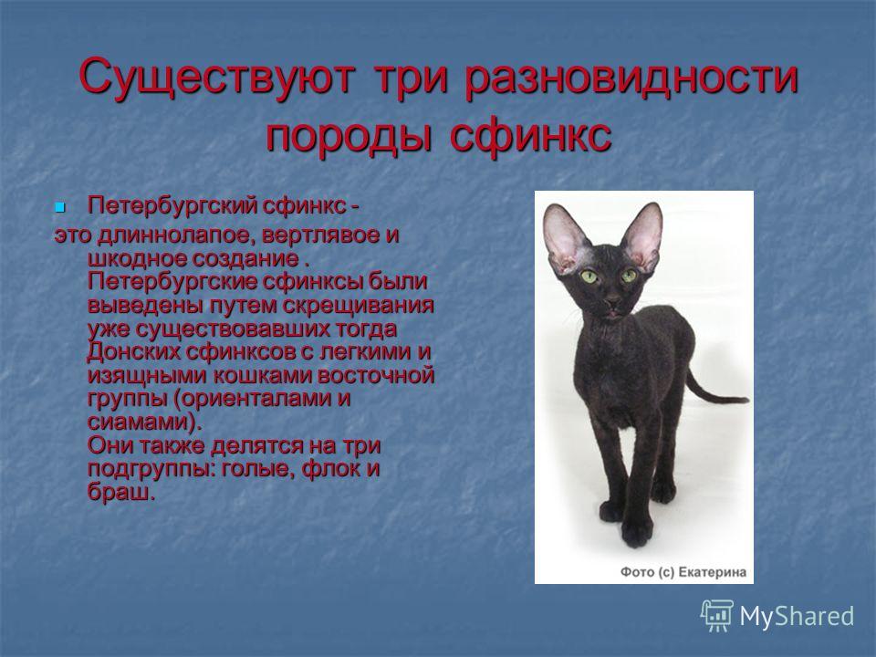 Петерболд или петербургский сфинкс: описание породы с фото — pet-mir.ru