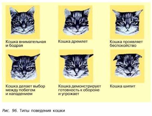 Почему кошка прижимает уши: наблюдаем и изучаем поведение питомца