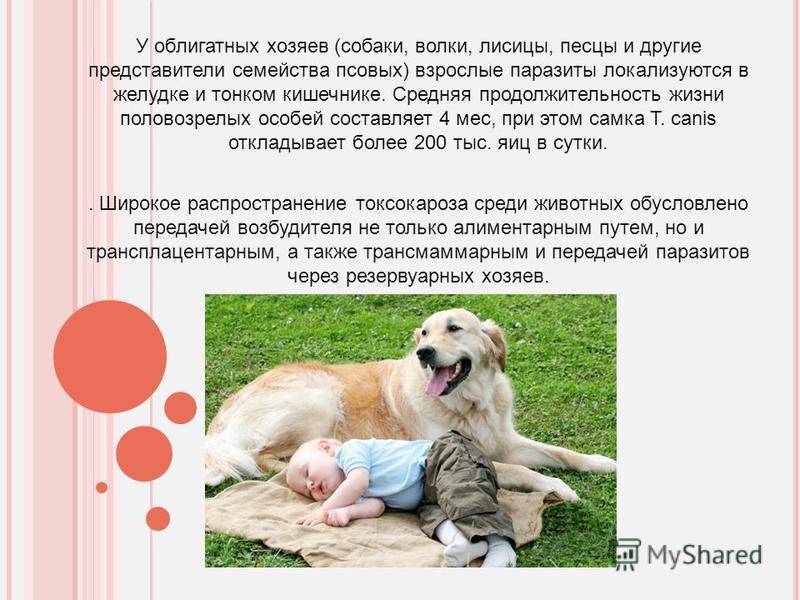Подробно о продолжительности жизни мопсов дома: влияющие факторы на собак