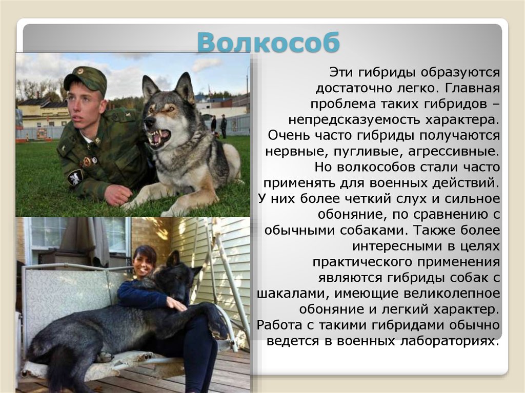 Волкособ — гибрид собаки и волка, фото разновидностей, описание пород