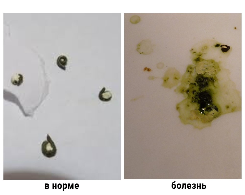 Почему у попугая помёт определённого цвета