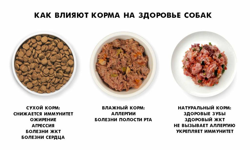Можно ли собакам молоко