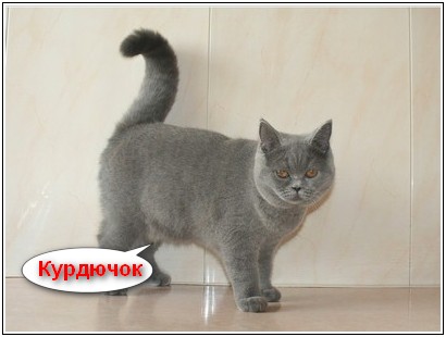 Основные причины почему у кошки висит кожа на животе: каким должен быть курдюк