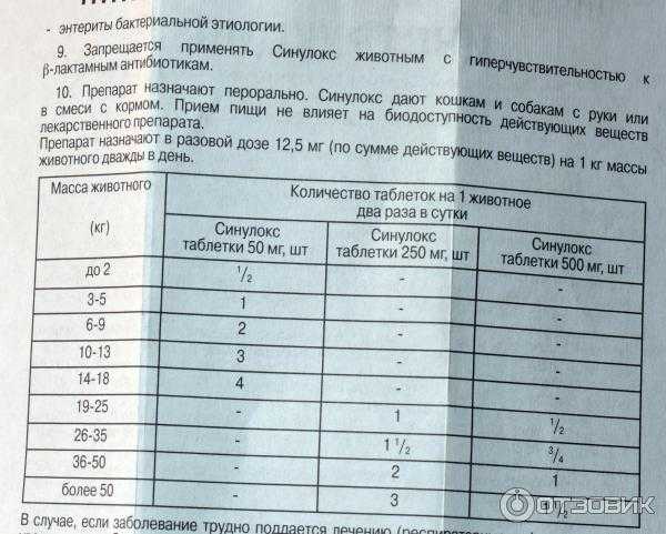 Синулокс для кошек - обзор препарата | ваши питомцы