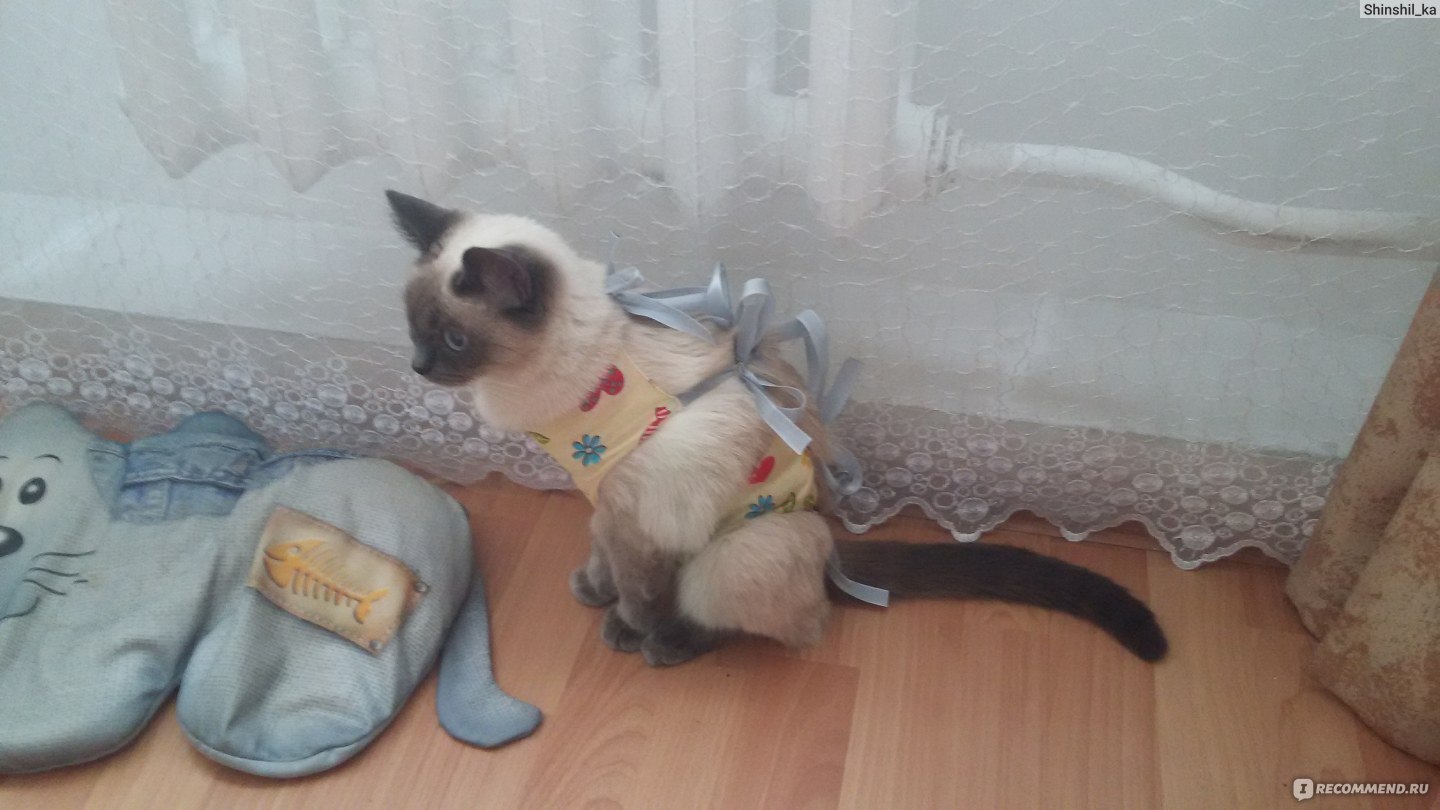 Кастрация Кота Кемерово Стоимость
