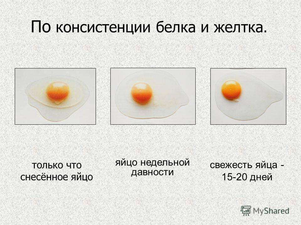Можно ли собаке давать яйца, в каком виде и как часто