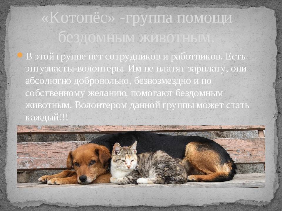 6 способов как помочь бездомным собакам, не подбирая всех домой
