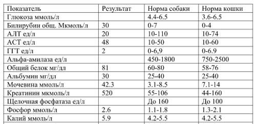 У кота повышена глюкоза в крови: причины повышения уровня сахара, методы лечения
