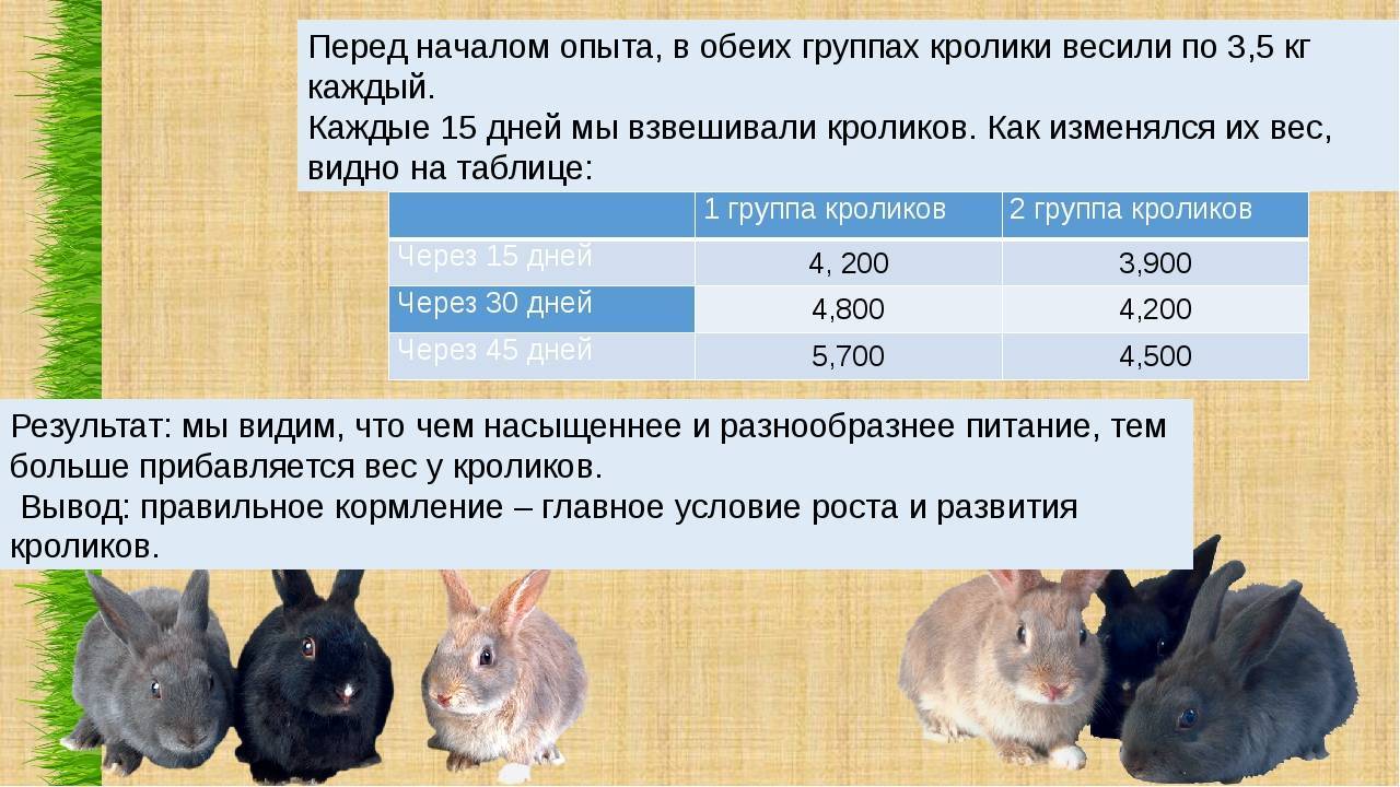 ᐉ почему крольчиха съедает своих крольчат: причины и что делать? - zooon.ru