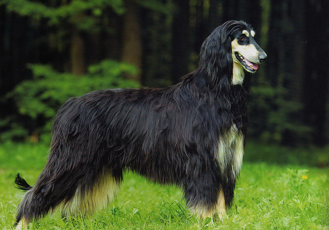 Длинные породы собак. описание, особенности, виды, названия и фото длинных пород собак