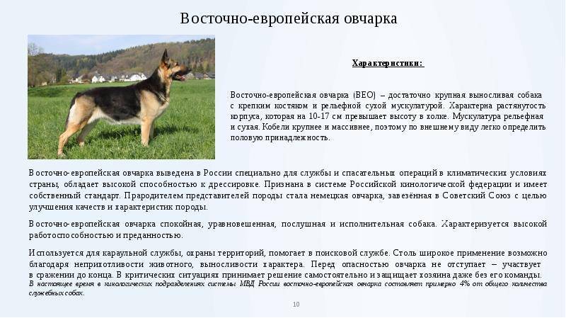 Чем немецкая овчарка отличается от восточно-европейской - сравнение, какая лучше из овчарок
