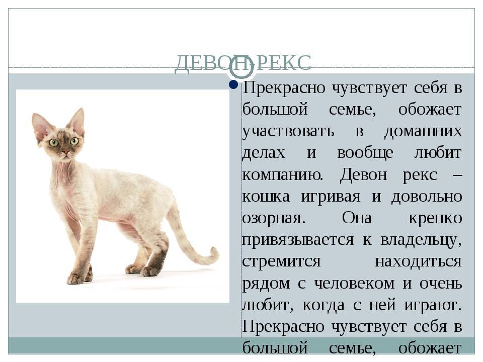 Кошка девон рекс: описание породы, выбор котёнка, фото и отзывы владельцев, уход за питомцем и его содержание