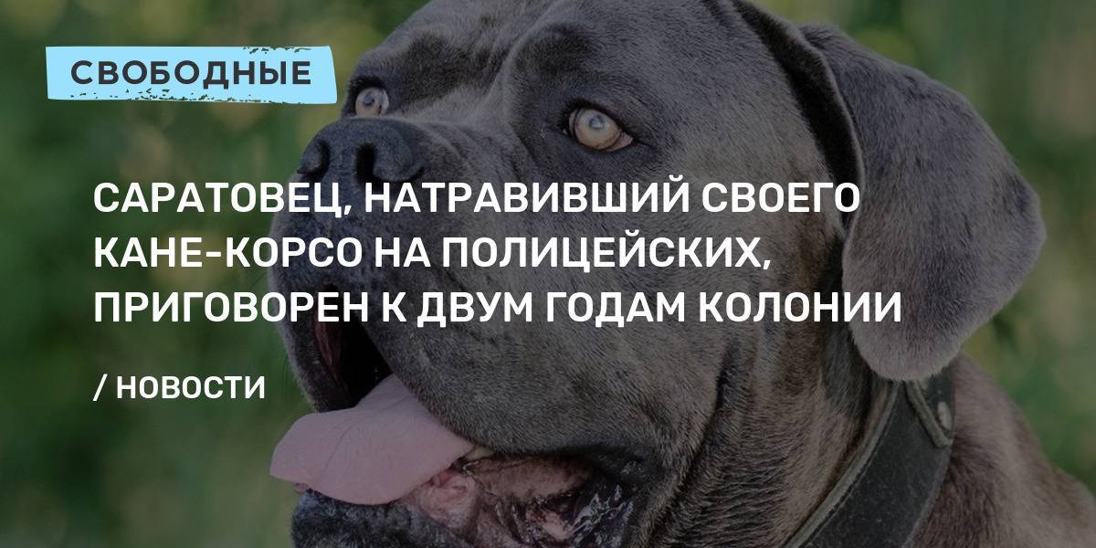 Кане корсо: характеристика и описание породы