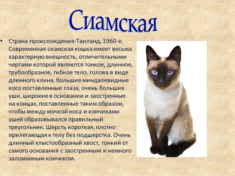 Тонкинская кошка — описание пород котов
