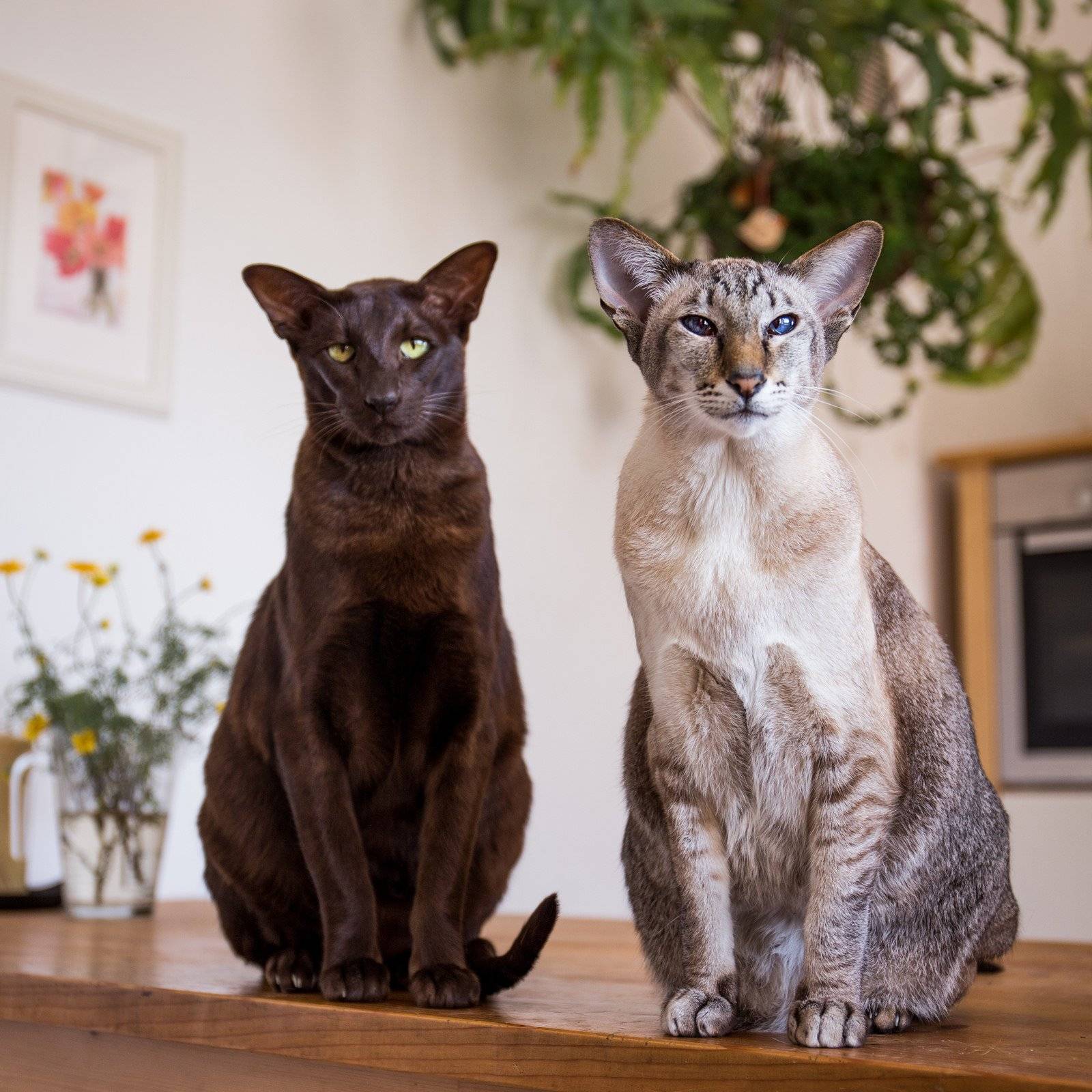 Лучшие породы кошек: рейтинг добрых, спокойных, здоровых, преданных, умных, неприхотливых котов для квартиры и дома