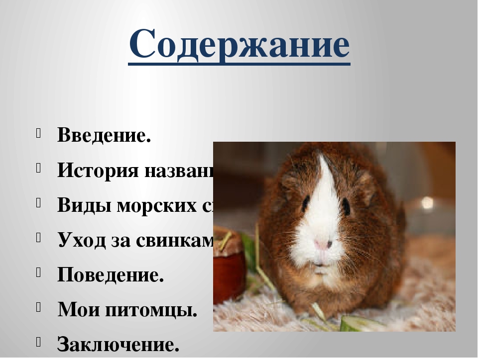 Стоит ли заводить морскую свинку ребёнку?