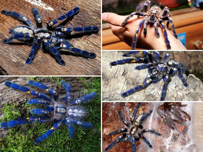Poecilotheria metallica