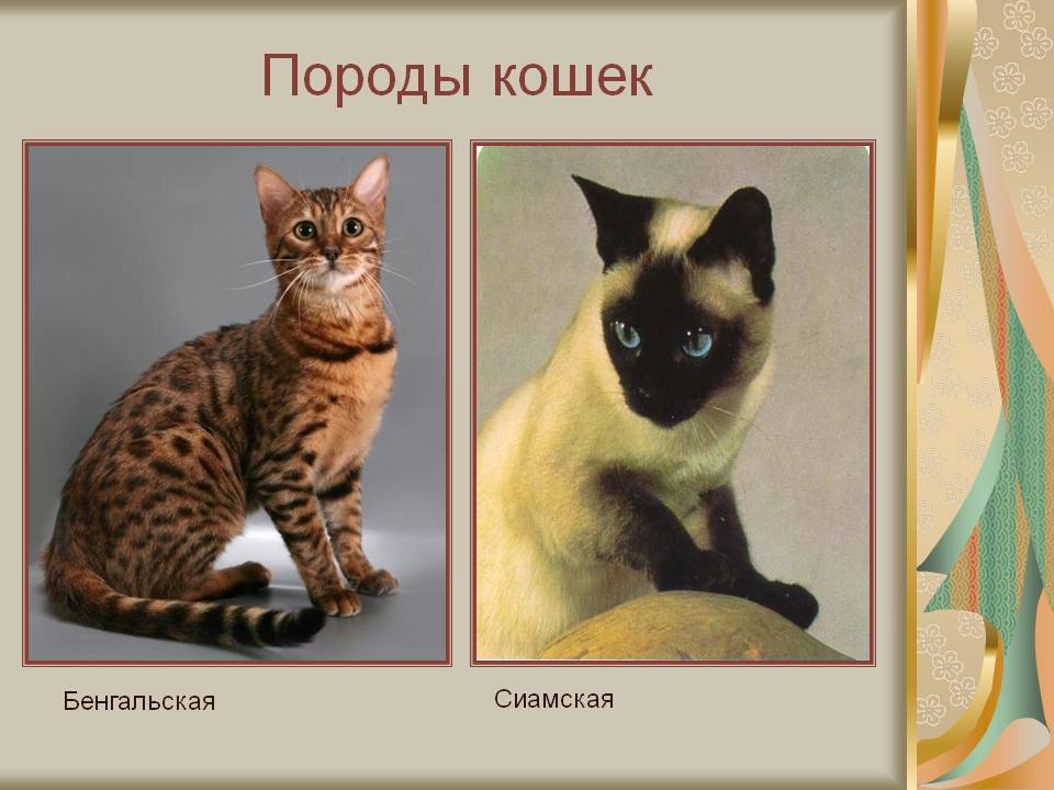 Породы кошек 1 класс. Породы кошек слайд. Породы кошек окружающий мир. Презентация про породистых кошек. Проект породы кошек.