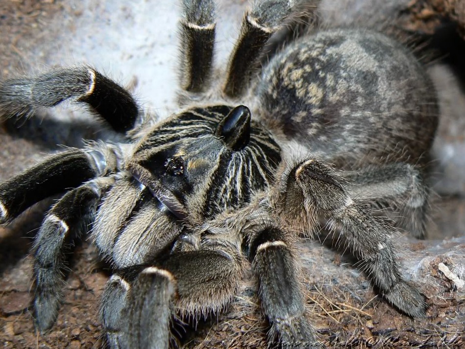 Ceratogyrus marshalli (пряморогий птицеед)