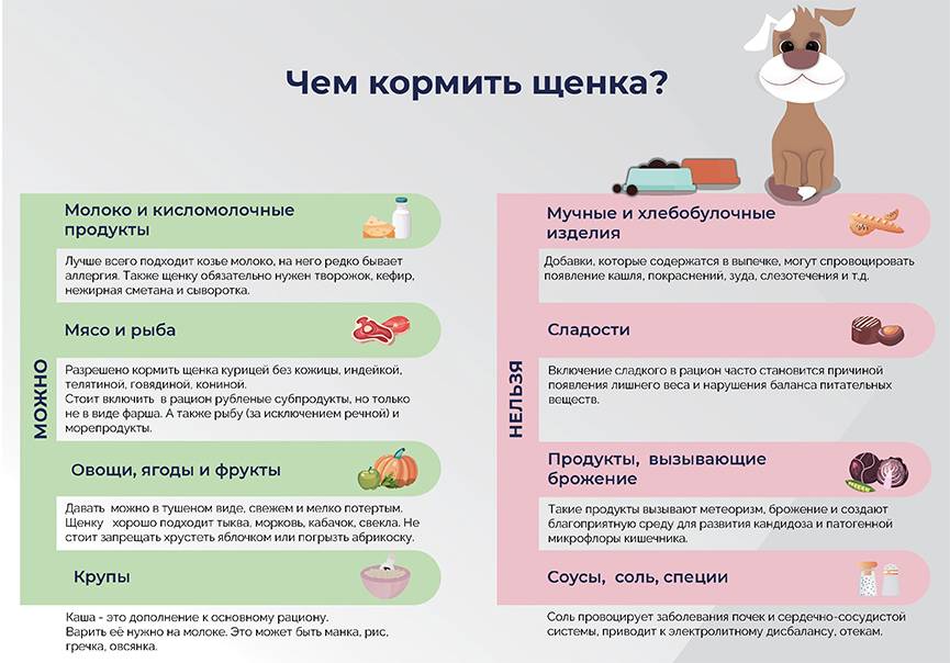Можно ли собакам молоко