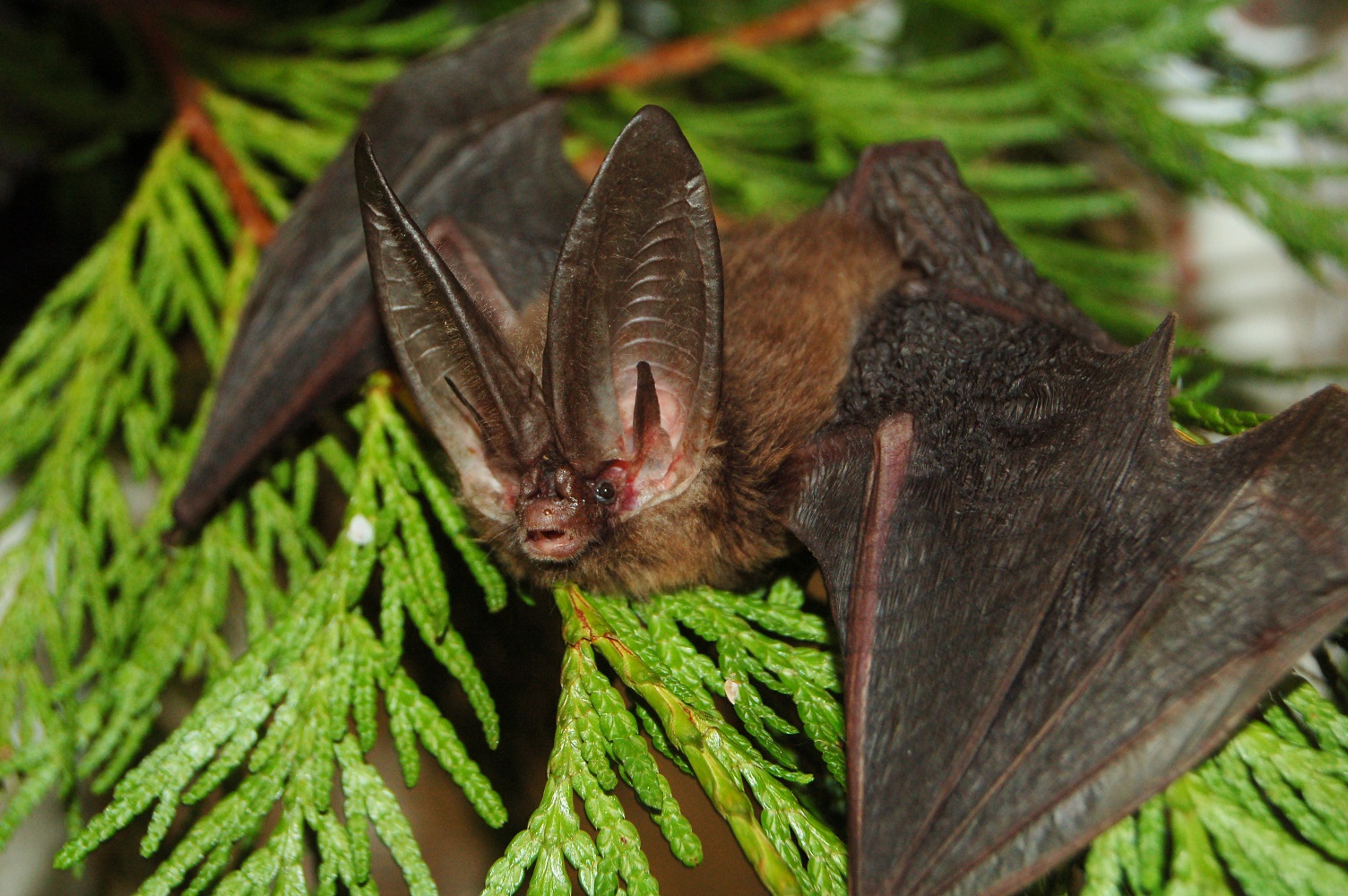 Ушан летучая мышь: plecotus auritus