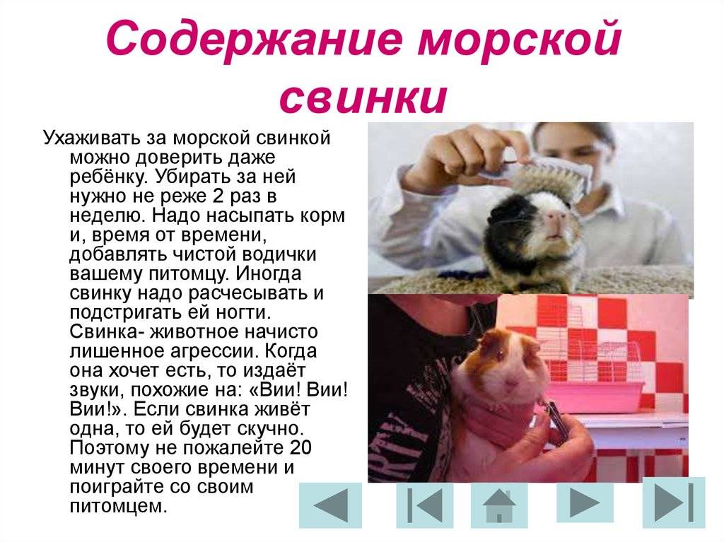 Содержание морской свинки: 7 плюсов и 7 минусов